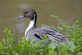 Northern Pintail Duck Royalty Free Stock Photo