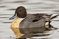 Northern Pintail duck - Anas acuta