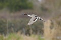 Northern pintail duck Royalty Free Stock Photo