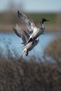 Northern Pintail duck drake taking flight Royalty Free Stock Photo