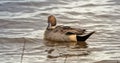 Northern Pintail Duck looking dazzling