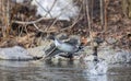 Northern Pintail duck male (Anas acuta) taking flight over a local winter pond in Canada Royalty Free Stock Photo