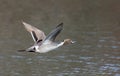 A Northern Pintail duck male (Anas acuta) taking flight over a local winter pond in Canada Royalty Free Stock Photo