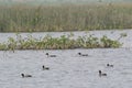 Northern Pintail Ducks Anas acuta and Eurasian Coots Royalty Free Stock Photo