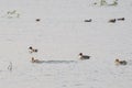 Northern Pintail Ducks Anas acuta swimming in a lake Royalty Free Stock Photo