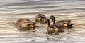 Northern Pintail Ducks bobbing for food Royalty Free Stock Photo