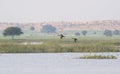 Northern Pintail Ducks Flying over lake Royalty Free Stock Photo