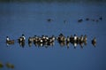 Northern Pintail Ducks Royalty Free Stock Photo