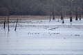 Northern Pintail Ducks Swimming Royalty Free Stock Photo