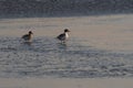 Northern Pintail Ducks walking on the surface of a frozen lake Royalty Free Stock Photo