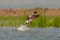 Northern Pintail launched