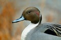 Northern pintail portrait Royalty Free Stock Photo