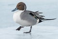 Northern Pintail - Anas acuta Royalty Free Stock Photo