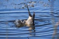 A Northern Pintail withits head under water Royalty Free Stock Photo