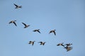 Northern Pintails in flight Royalty Free Stock Photo