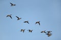 Northern Pintails in flight