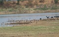 Northern Pintails Eurasian Wigeon and Other Migratory Ducks