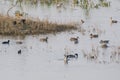 Northern Pintails Eurasian Wigeons Common Coots in Wetland Royalty Free Stock Photo