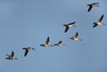 Northern Pintails in flight Royalty Free Stock Photo