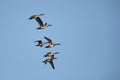 Northern Pintails in flight against blue sky