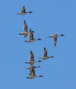 Northern Pintails in Flight Royalty Free Stock Photo