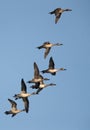 Northern Pintails flying