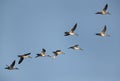 Northern Pintails flying
