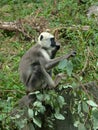 Northern Plains grey langur animal Royalty Free Stock Photo