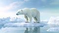 northern polar bear on the ice of the iceberg