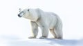 northern polar bear in the snow