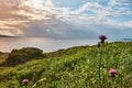 Northern polar summer in the tundra. Coast of the Arctic Ocean, Barents Sea beach in the sun ray, Russia Royalty Free Stock Photo