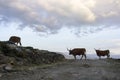 Northern portuguese mountain cattle