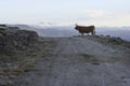 Northern portuguese mountain cattle