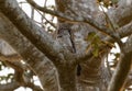 A northern potoo, Nyctibius jamaicensis, is perched on a branch of a tree in Mexico