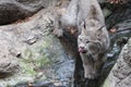 Visit of the Biodome of Montreal - Lynx