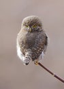 Northern Pygmy Owl - Glaucidium gnoma