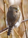 Northern Pygmy Owl - Glaucidium gnoma