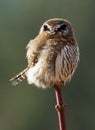 Northern Pygmy Owl