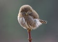 Northern Pygmy Owl - Glaucidium gnoma