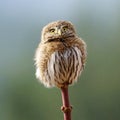 Northern Pygmy Owl - Glaucidium gnoma