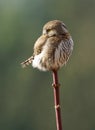 Owl Perched on a Branch