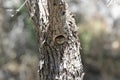 Northern Pygmy-Owl