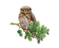 Northern pygmy owl on a pine branch. Watercolor nature scene illustration. Hand drawn wildlife forest bird. Small brown