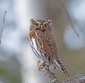 Northern Pygmy-Owl