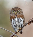 Northern Pygmy-Owl