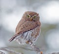 Northern Pygmy-Owl Royalty Free Stock Photo