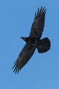 Northern raven Corvus corax in flight with blue sky Royalty Free Stock Photo