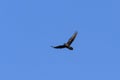 A northern raven in flight on a sunny day in summer