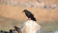 Northern Raven Jumps on Rock