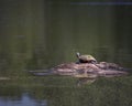 Northern red-bellied cooter turtle on a soil in the middle of a lake that resembles a big turtle